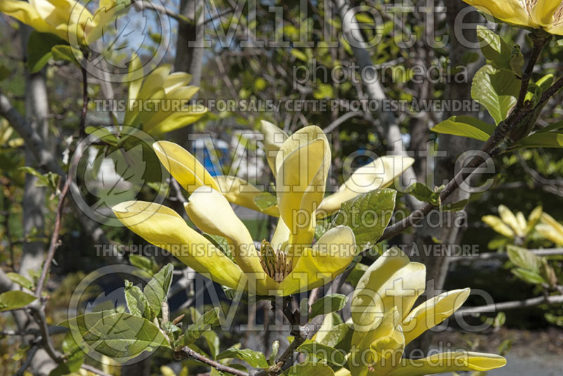 Magnolia Sunburst (Magnolia) 2  