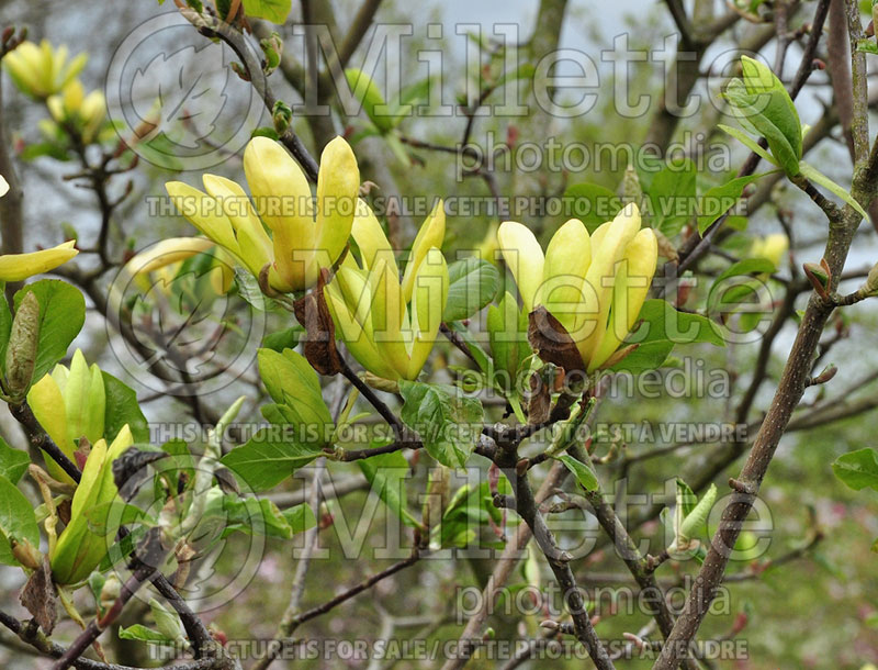 Magnolia Sunburst (Magnolia) 1  