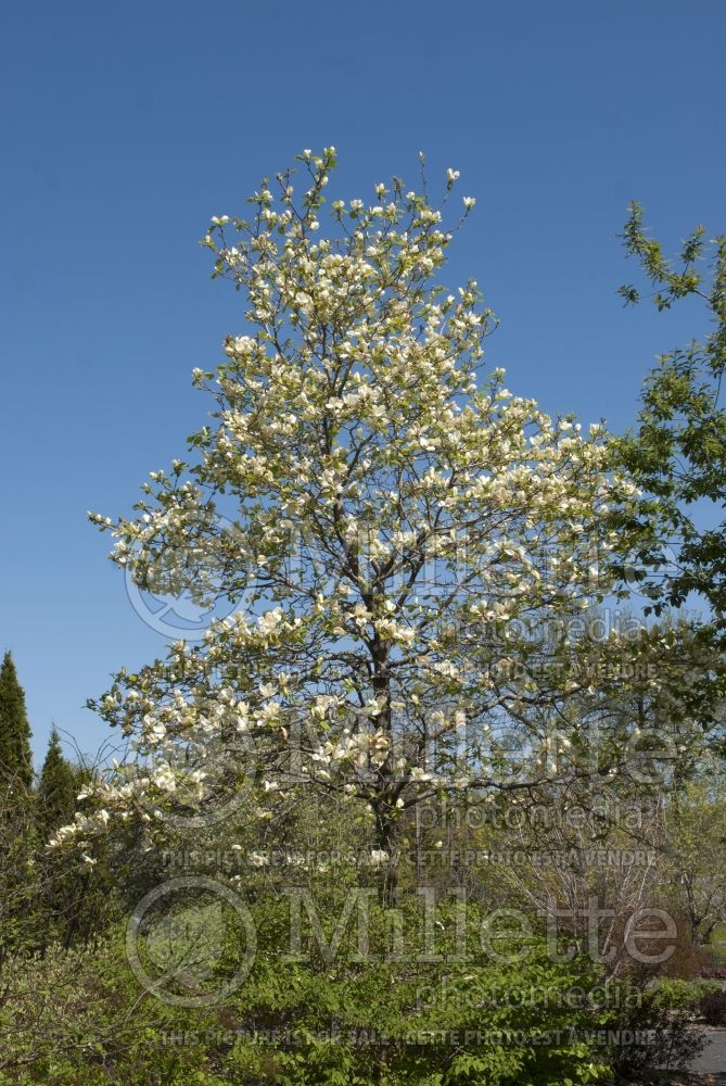 Magnolia Sundance (Magnolia) 1  