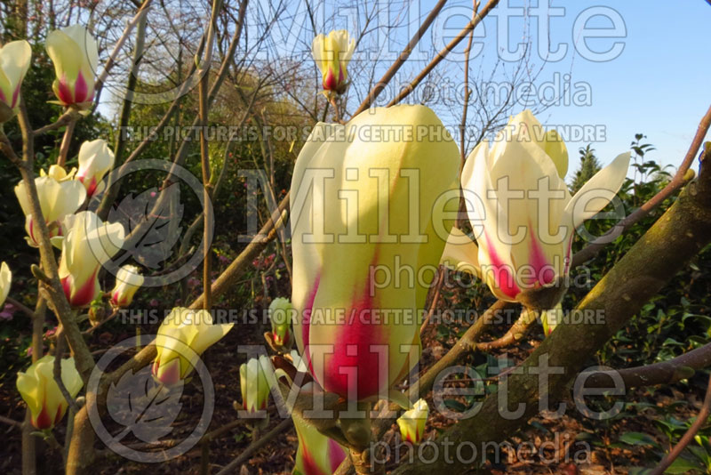 Magnolia Sunrise (Magnolia) 1 