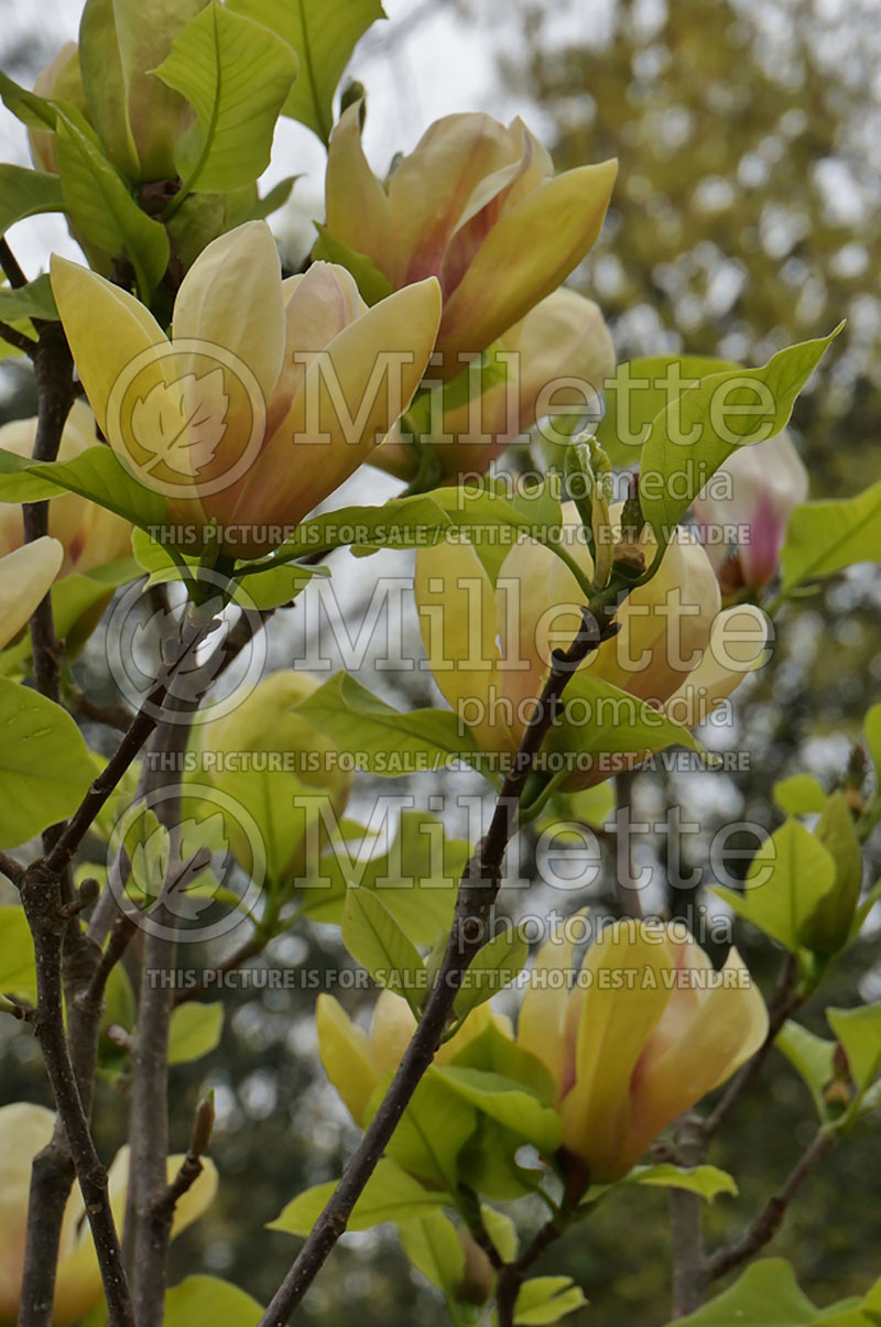 Magnolia Sunsation (Magnolia) 1  