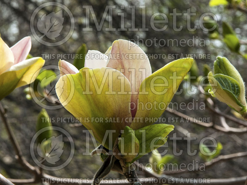 Magnolia Sunsation (Magnolia) 3  