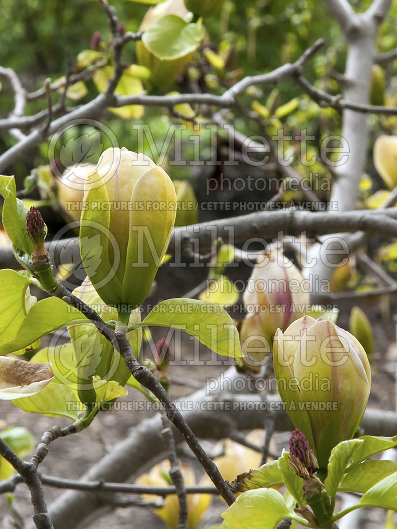 Magnolia Sunsation (Magnolia) 4  