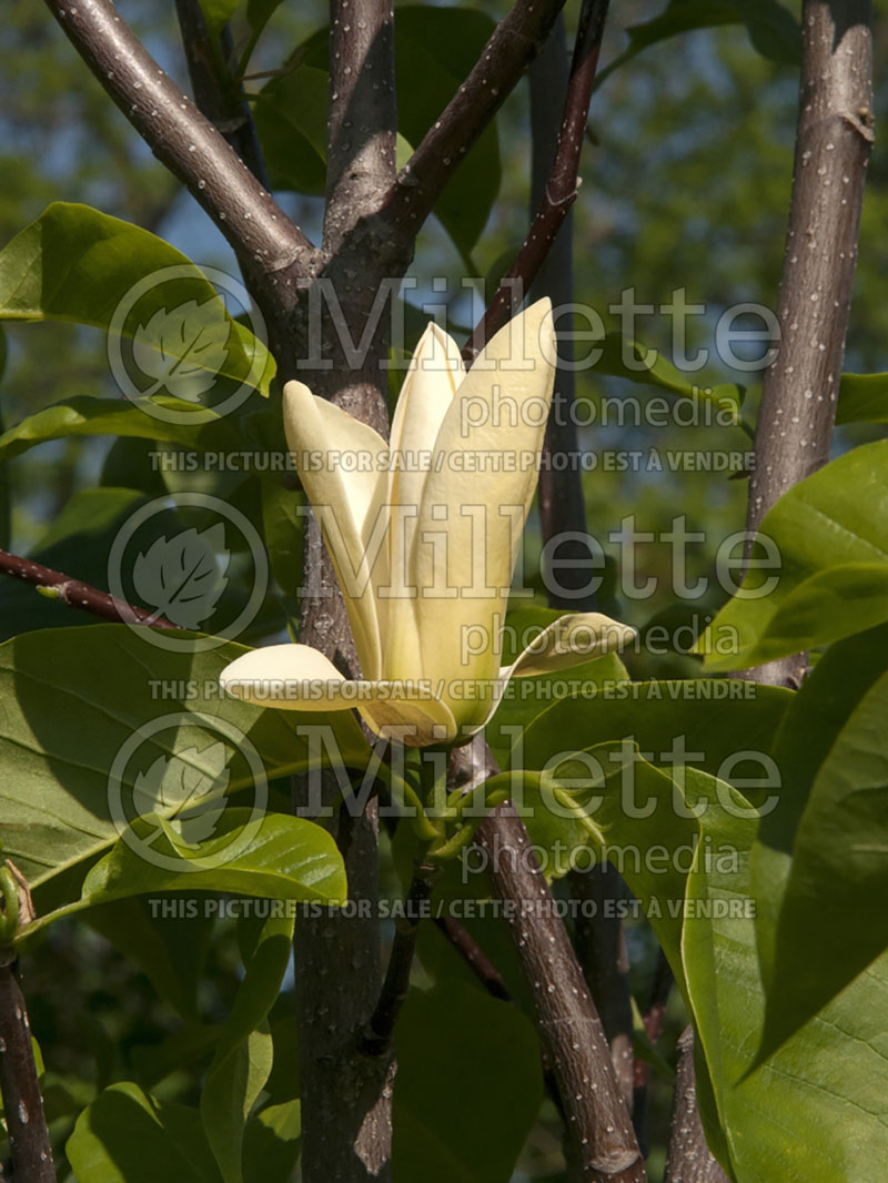 Magnolia Sunspire (Magnolia) 1  