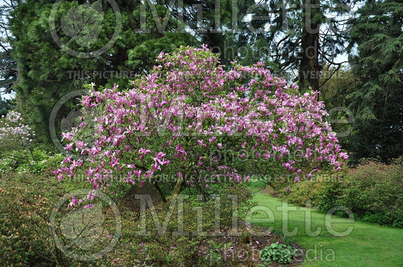 Magnolia Susan (Magnolia) 2  