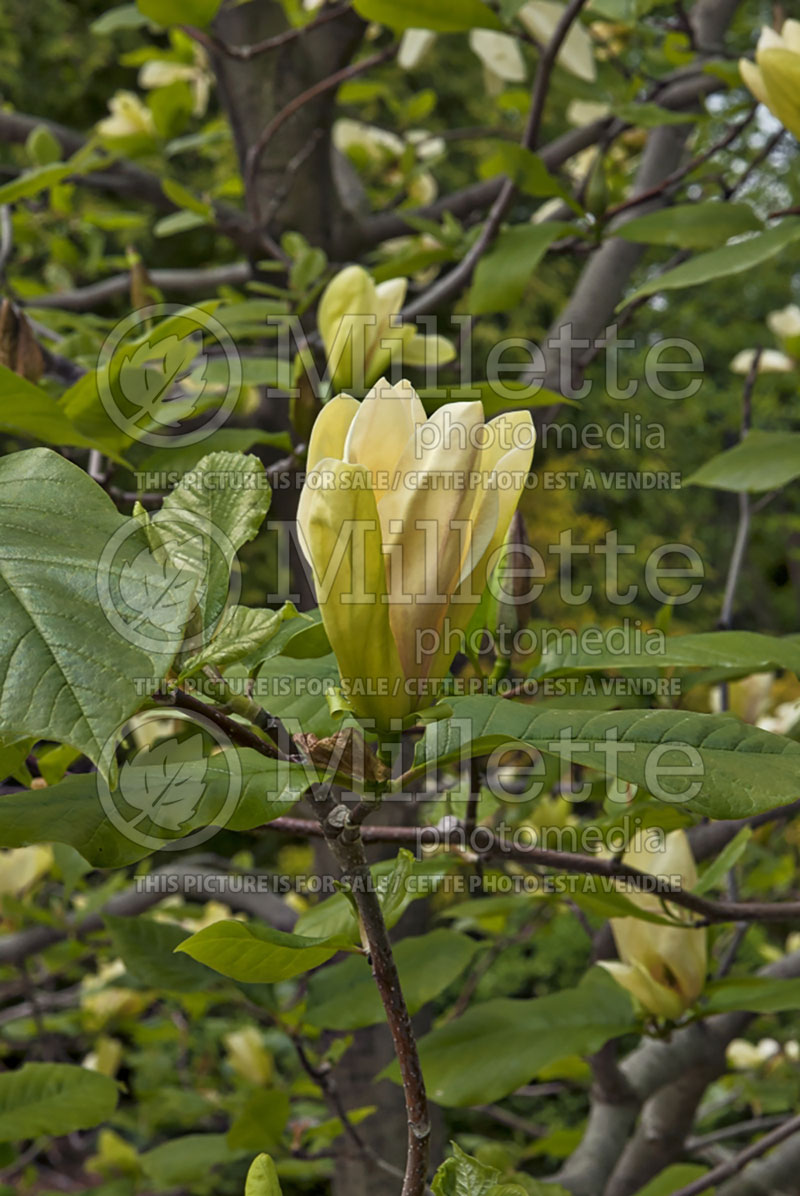 Magnolia Tranquility (Magnolia) 1  