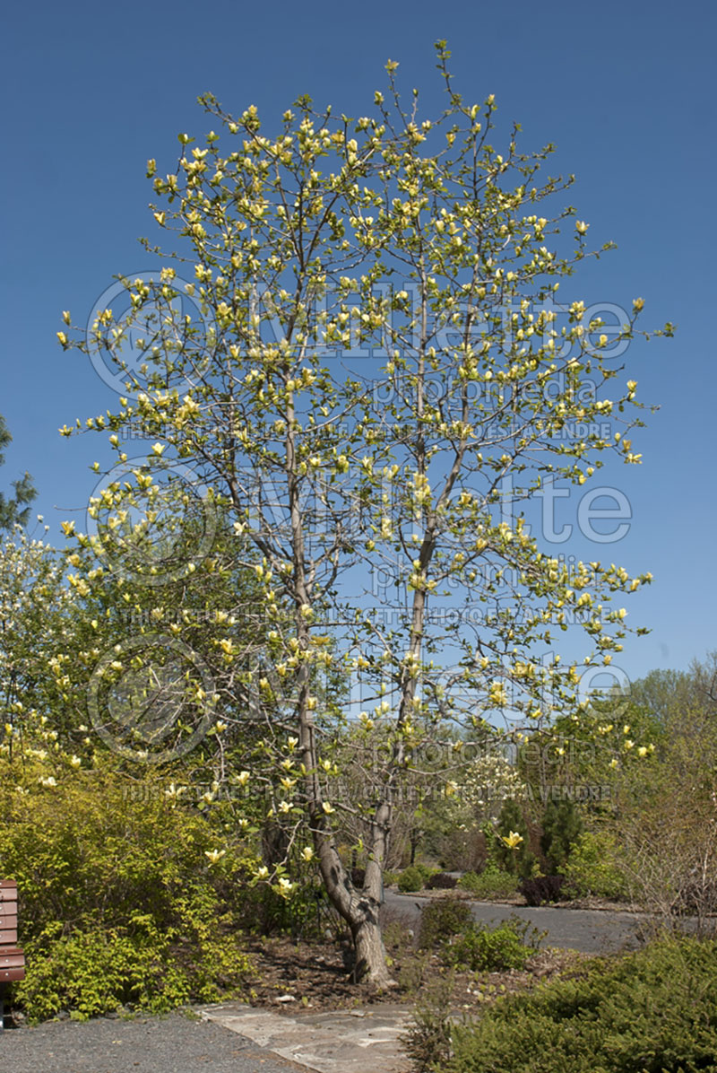 Magnolia Yellow Fever (Magnolia) 1  