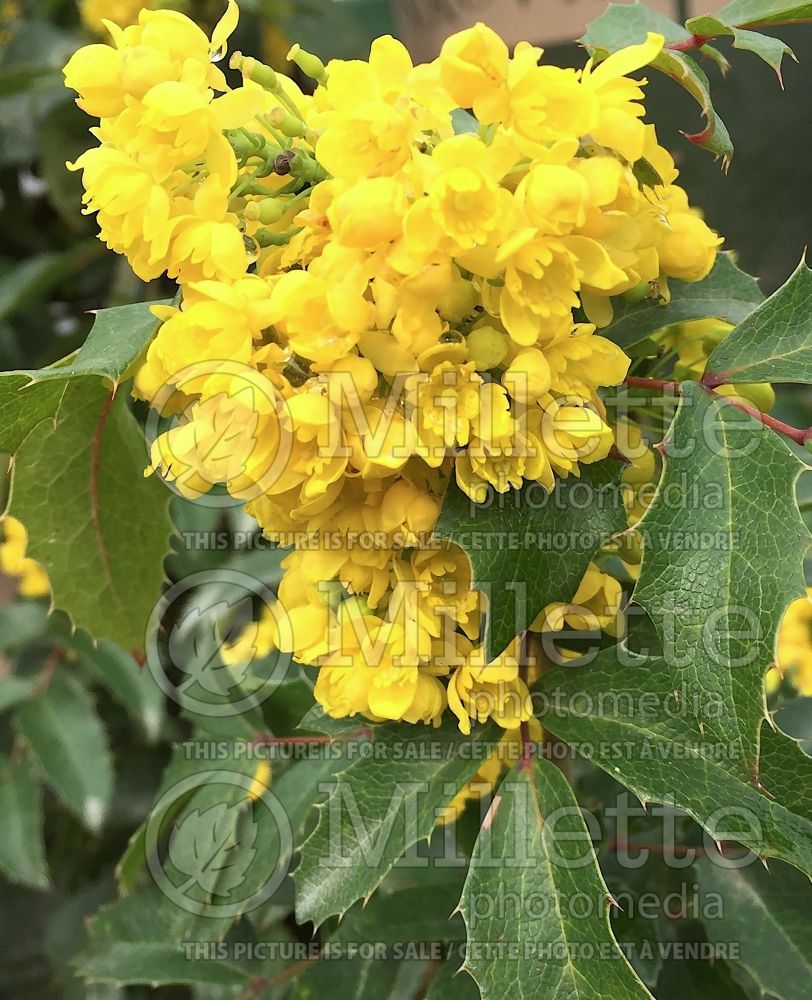 Mahonia Compacta (Oregon-grape) 3 