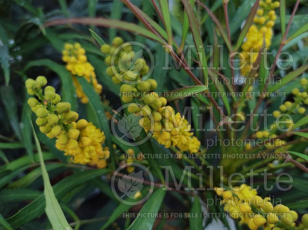 Mahonia Soft Caress (Oregon-grape) 7  