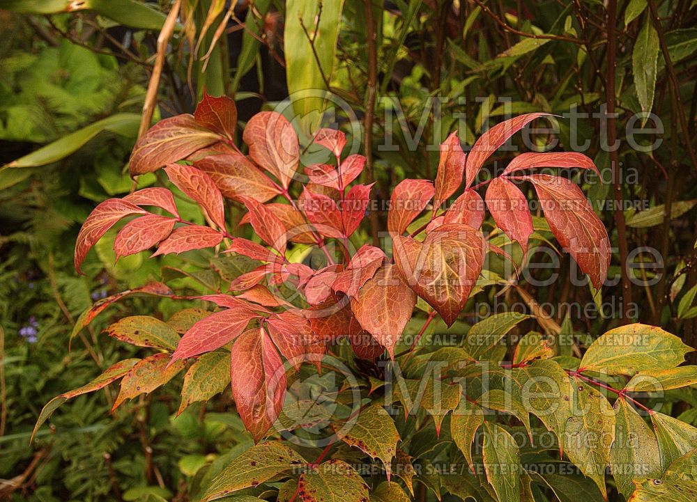 Mahonia gracilipes (Chinese mahonia) 1  