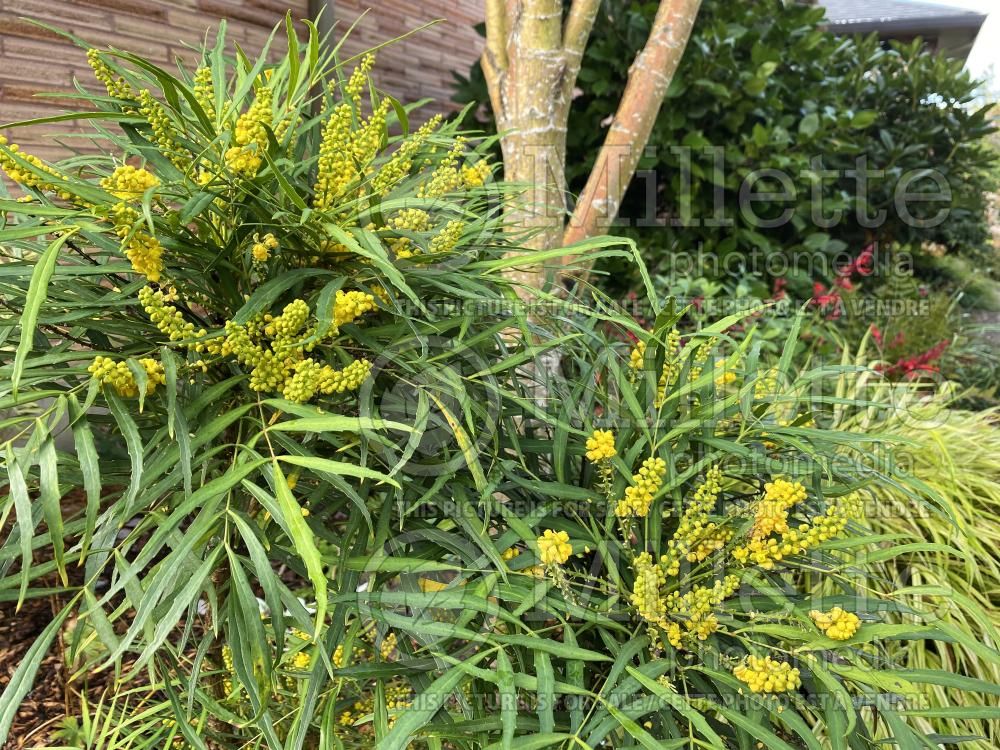 Mahonia Soft Caress (Oregon-grape) 9