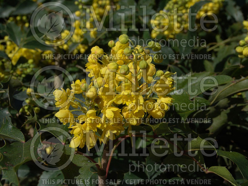 Mahonia Compacta (Oregon-grape) 1  