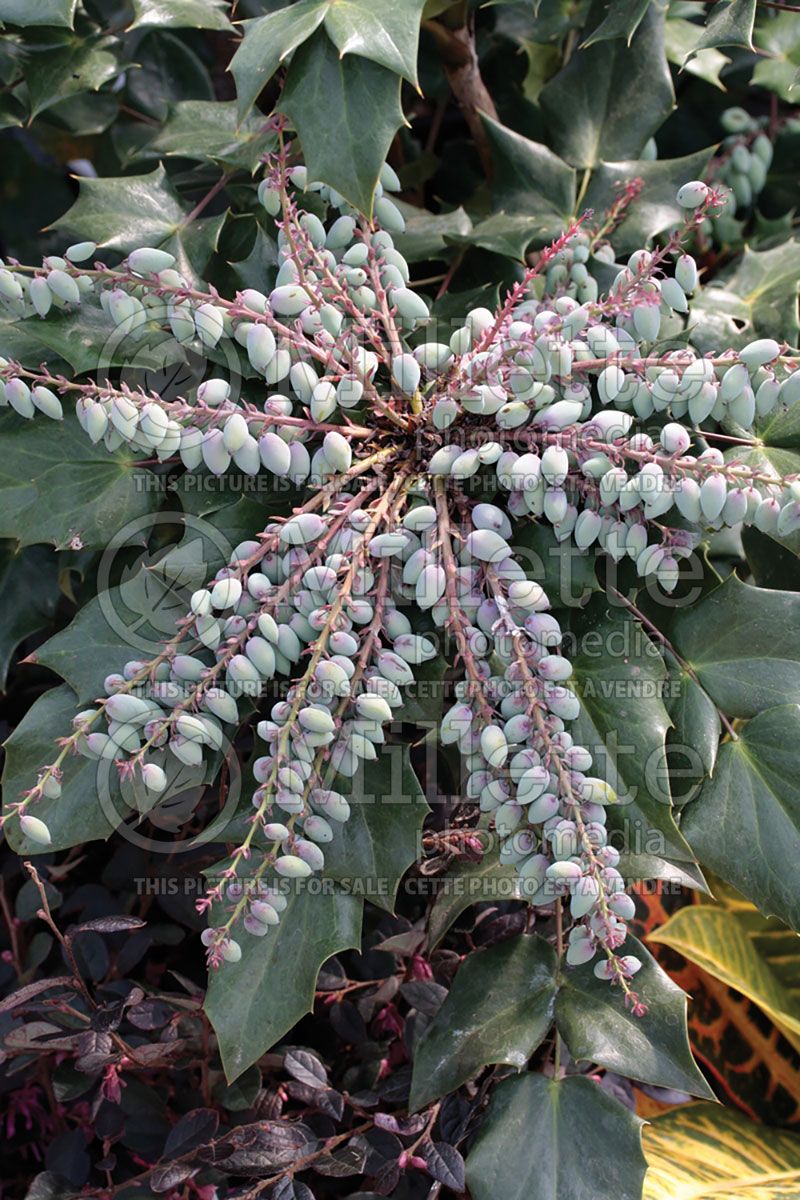 Mahonia bealei (Leatherleaf Mahonia)   2