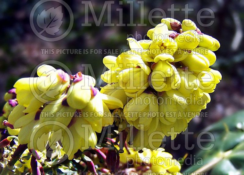 Mahonia bealei (Leatherleaf Mahonia)   7