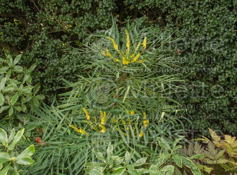 Mahonia Soft Caress (Oregon-grape) 3  