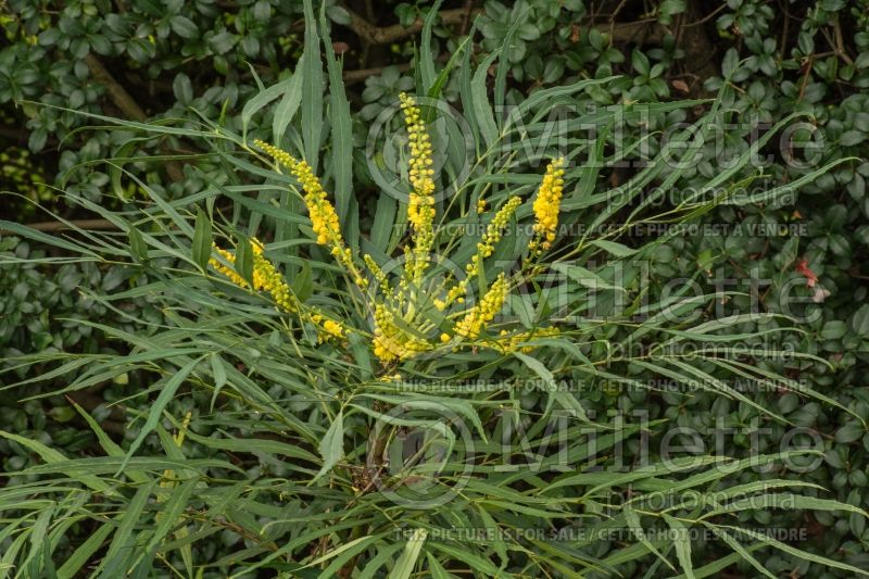 Mahonia Soft Caress (Oregon-grape) 4  