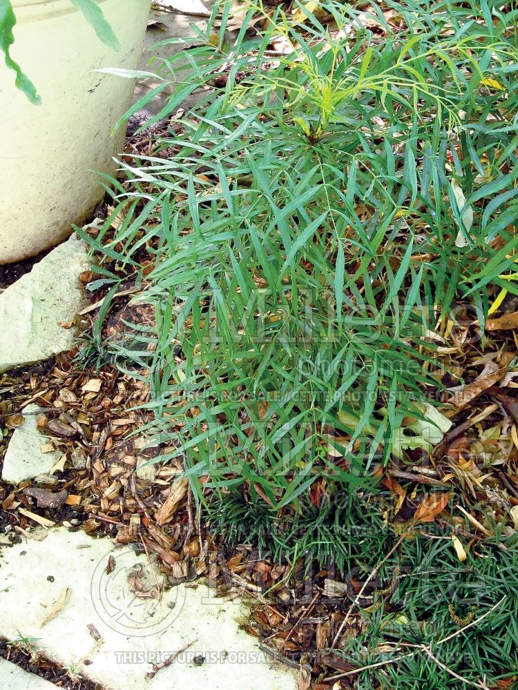 Mahonia Soft Caress (Oregon-grape) 1  