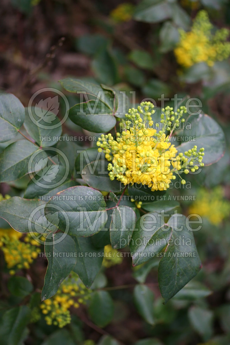 Mahonia Rotundifolia or Berberis repens (Oregon-grape) 1  