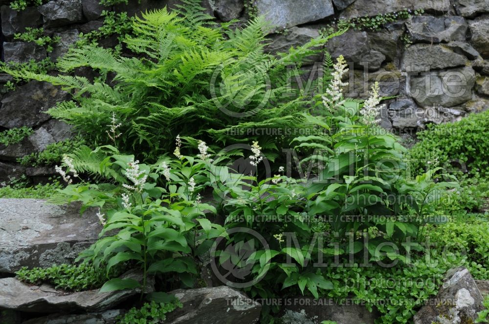 Maianthemum racemosum aka Smilacina racemosa (False Solomon’s Seal) 2 