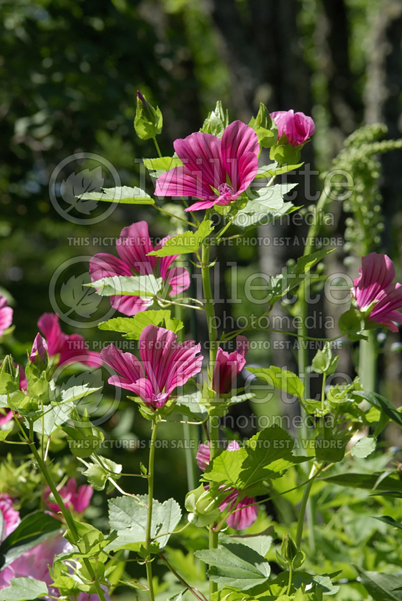 Malope Glacier Fruits Mixed  (Malope) 2  