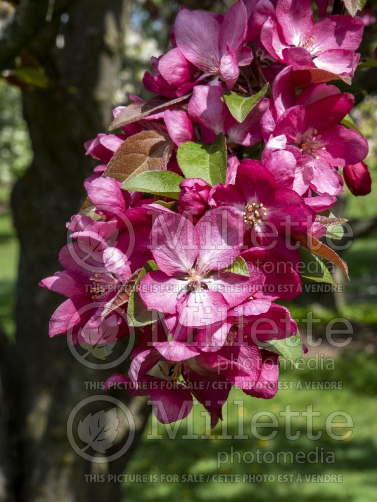 Malus Centurion (Crabapple) 10 