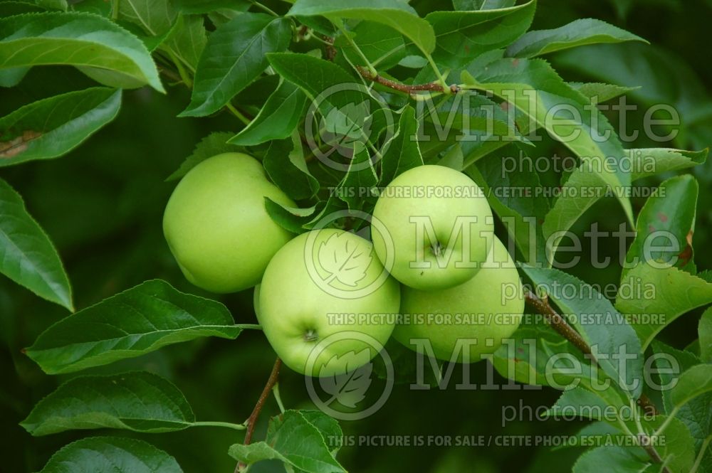Malus Granny Smith (Apple tree) 7