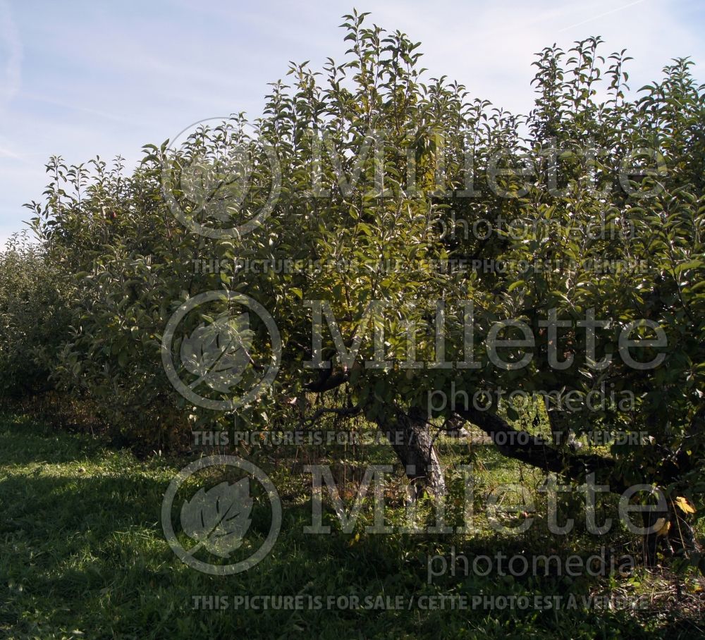 Malus Granny Smith (Apple tree) 12