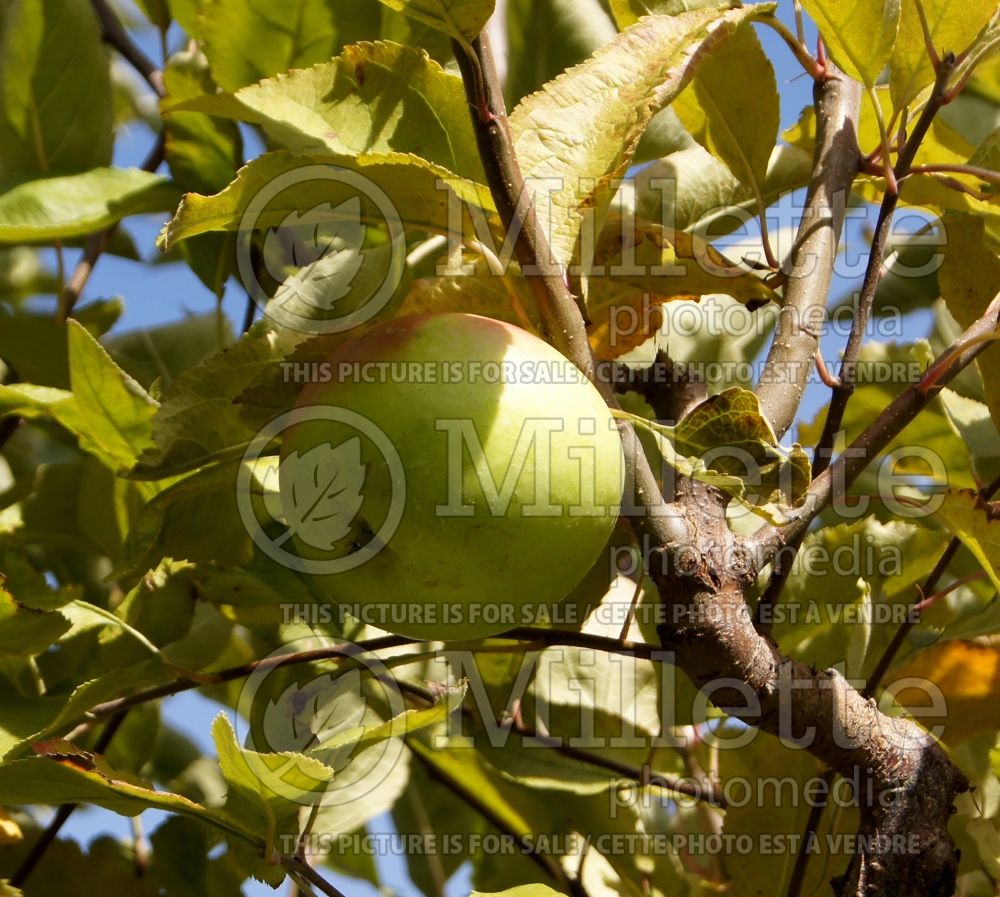 Malus Granny Smith (Apple tree) 14