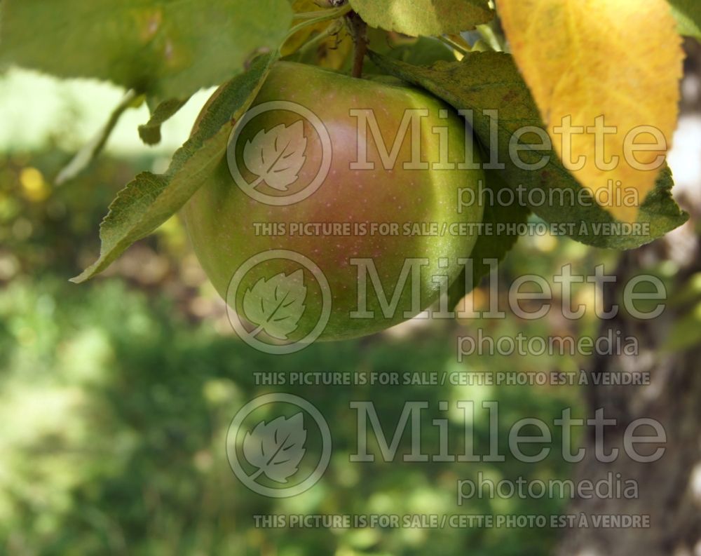 Malus Granny Smith (Apple tree) 10
