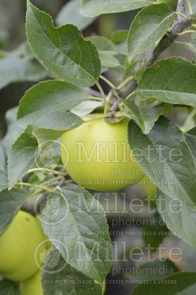 Malus Greensleeves (Apple tree) 1