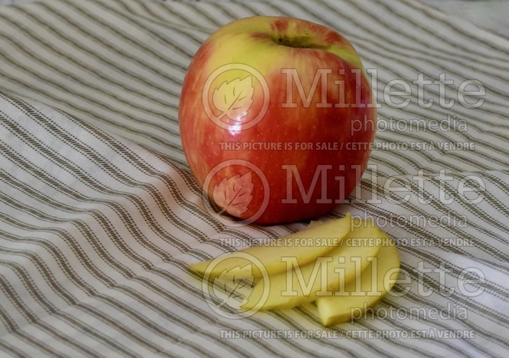 Malus Honeycrisp (Apple) 16