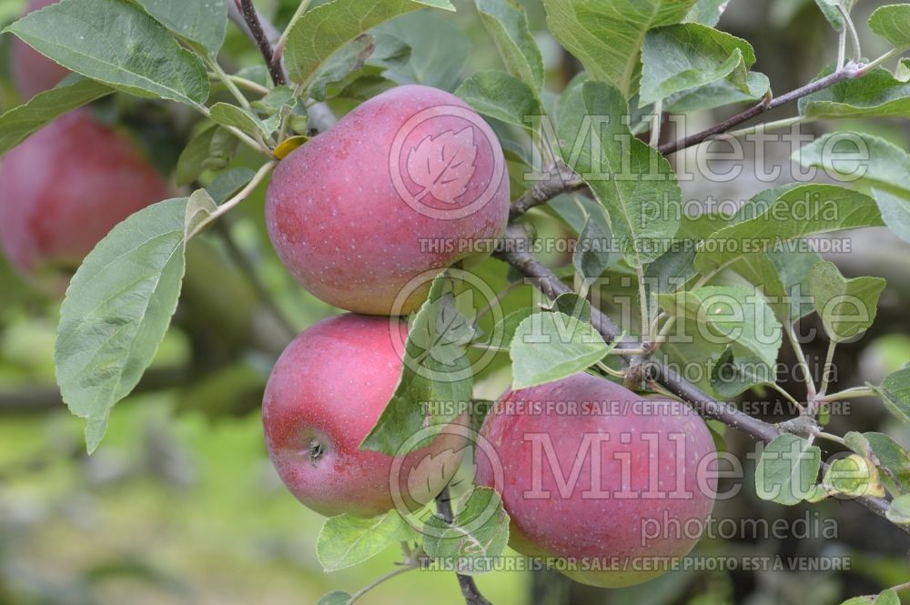 Malus McIntosh aka Grandpa's Choice (Apple tree fruit pomme) 14  