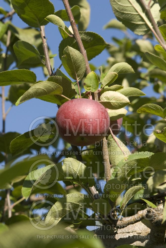 Malus McIntosh aka Grandpa's Choice (Apple tree fruit pomme) 11  