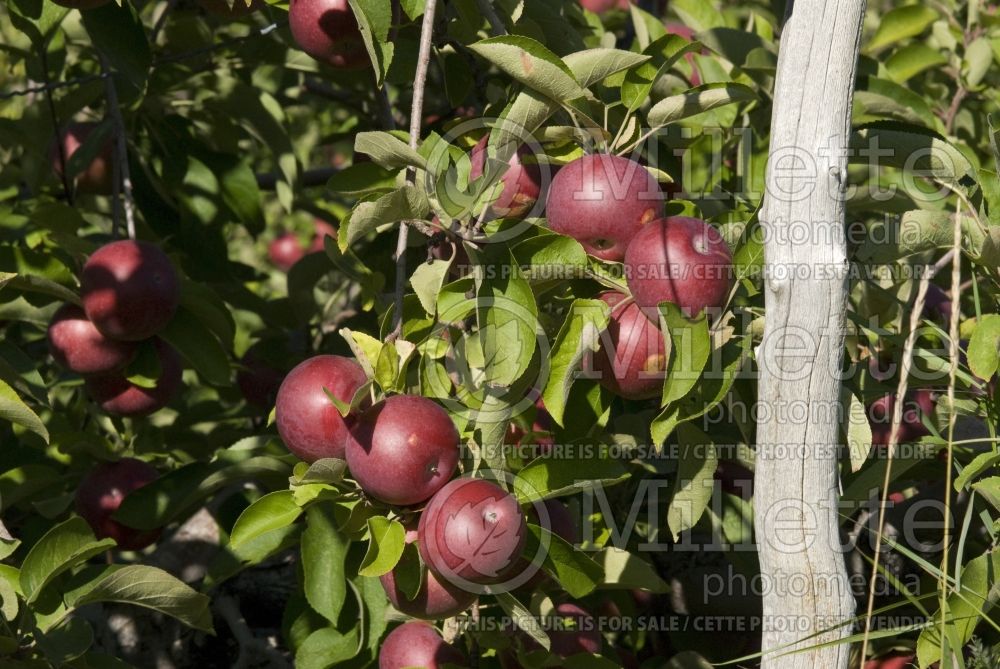 Malus McIntosh aka Grandpa's Choice (Apple tree fruit pomme) 12  