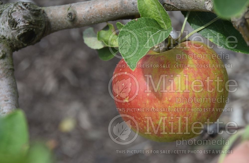 Malus Minnewashta aka Zestar (Apple tree) 1