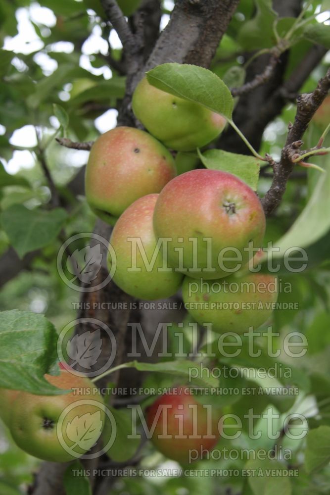 Malus Stark Scarlet Spire (Apple tree) 2 