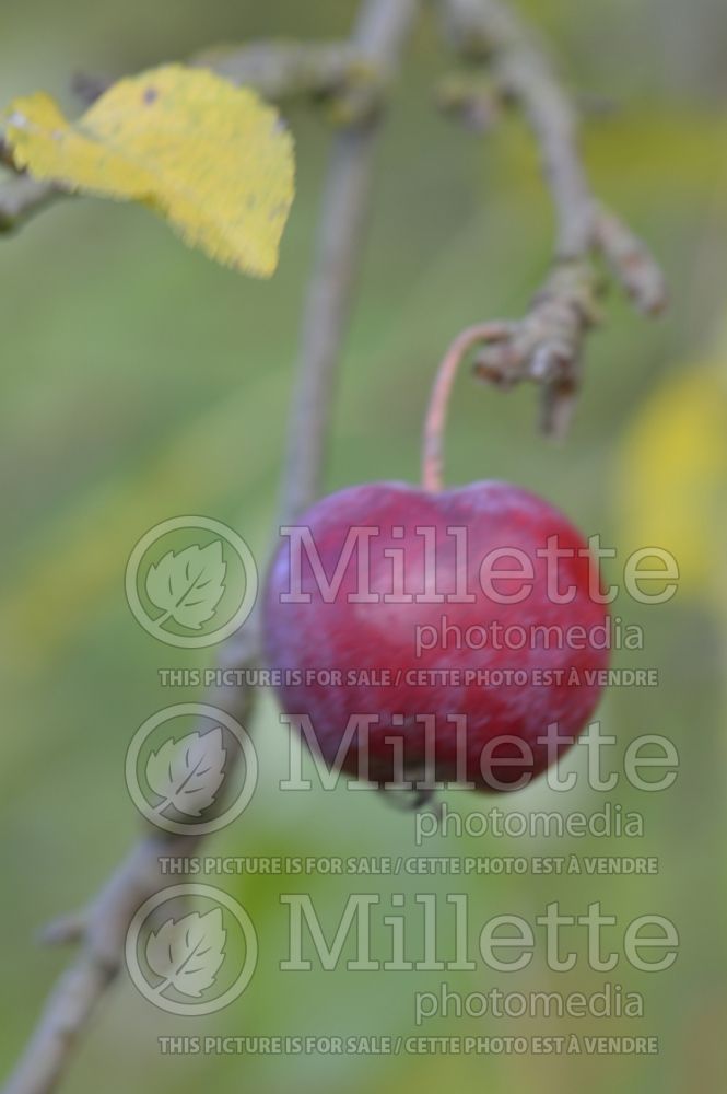 Malus Striped Beauty (Apple tree) 2