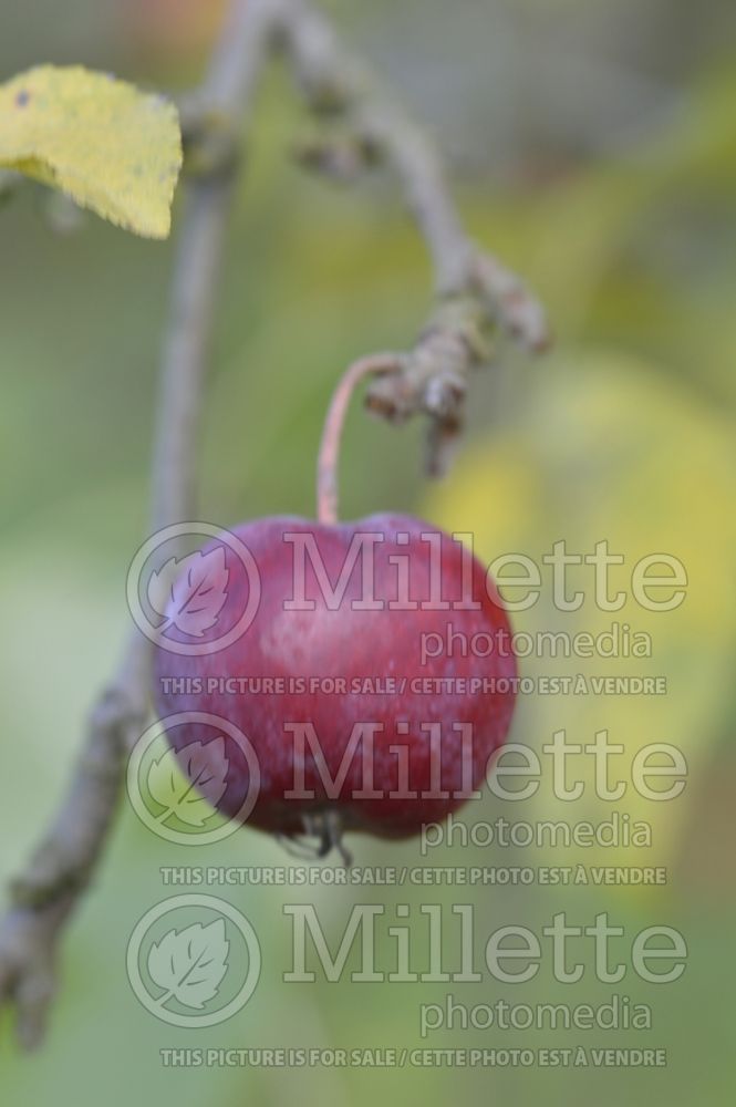 Malus Striped Beauty (Apple tree) 3