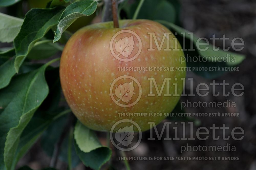 Malus Swiss Gourmet aka Arlet (Apple tree fruit pomme) 1