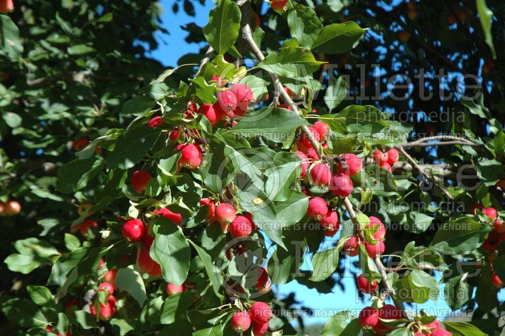 Malus Dolgo aka Pink Glow (Crabapple) 10 