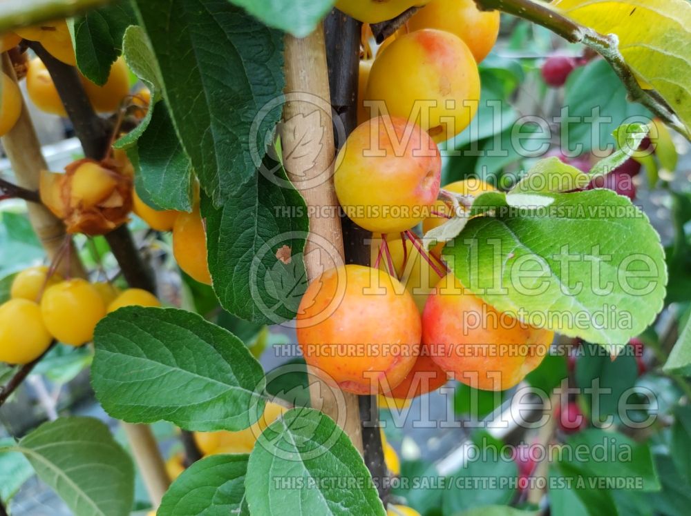 Malus Butterball (Crabapple) 4 