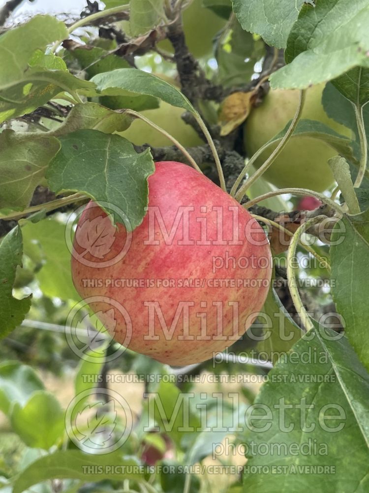 Malus Framboise d'Oberland (Apple tree) 1