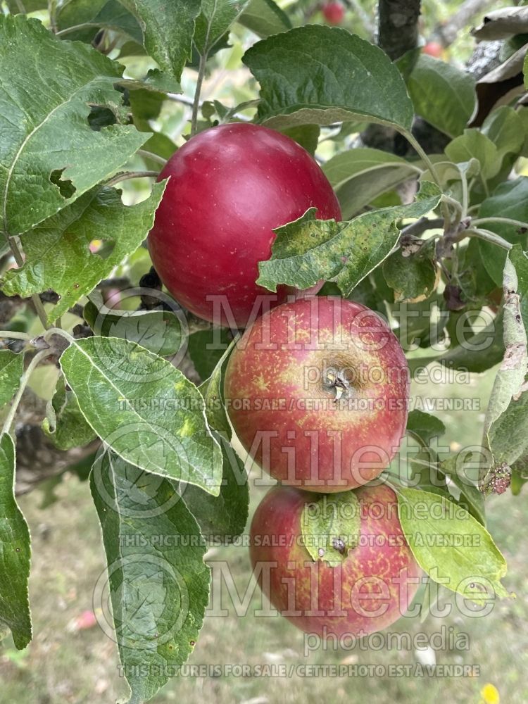 Malus Akane aka Tokyo Rose (Apple tree fruit) 3 