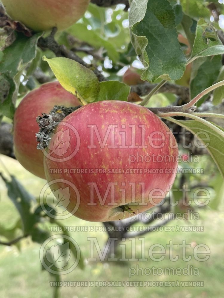 Malus Akane aka Tokyo Rose (Apple tree fruit) 7