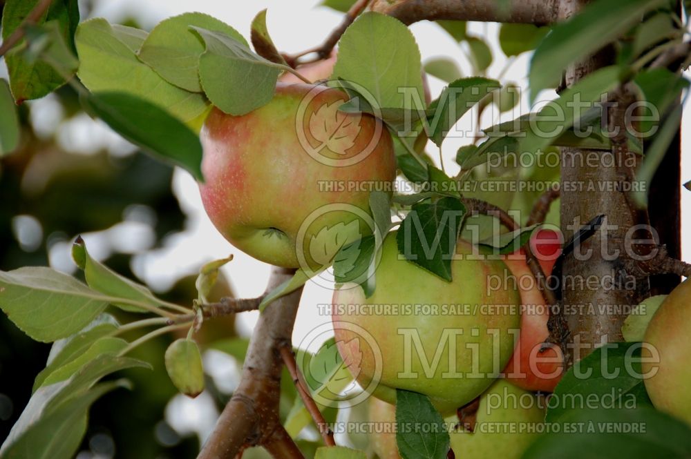 Malus Beverly Hills (Apple tree) 1