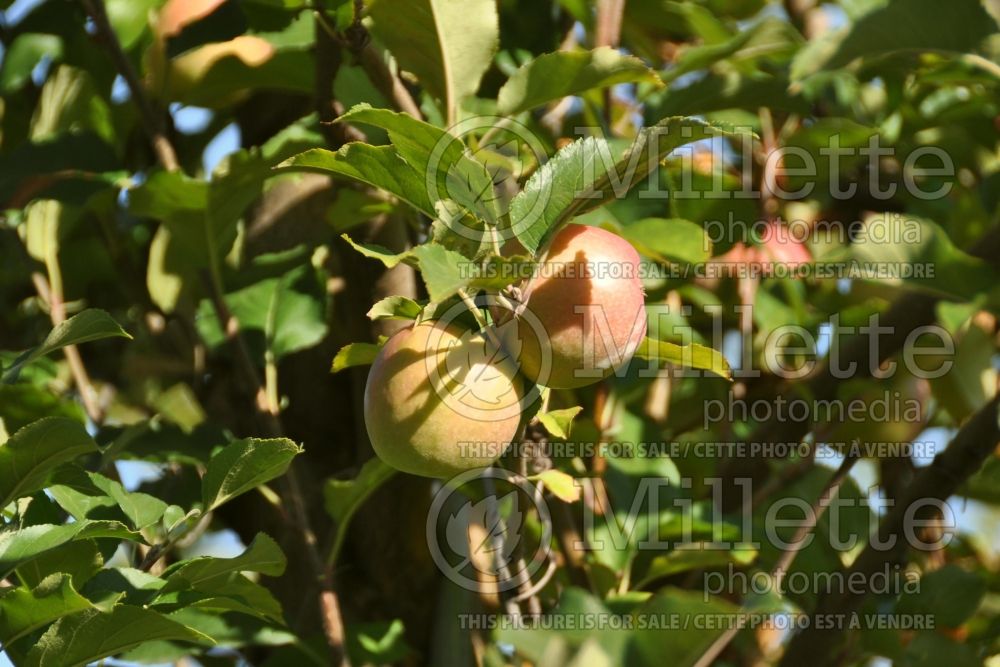 Malus Braeburn (Apple tree) 4 