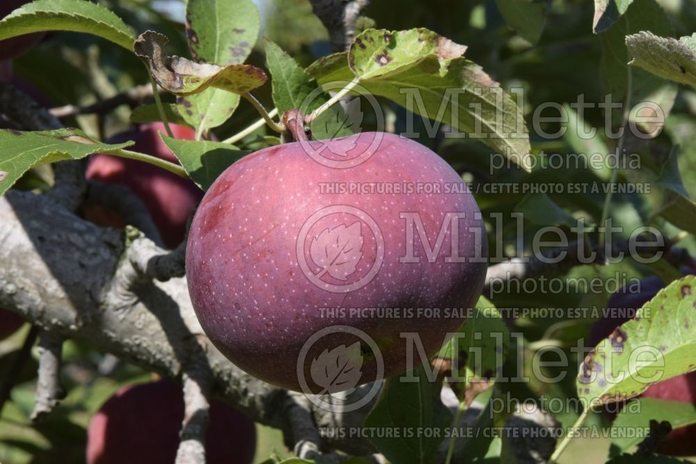 Malus Empire (Apple tree fruit) 6