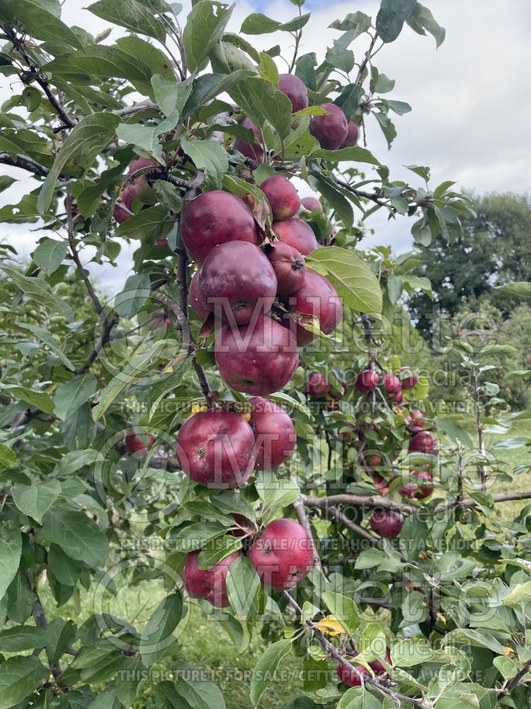 Malus Fameuse (Apple tree) 3 