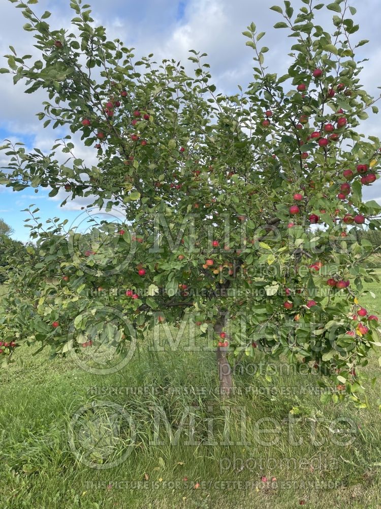 Malus Fameuse (Apple tree) 2 