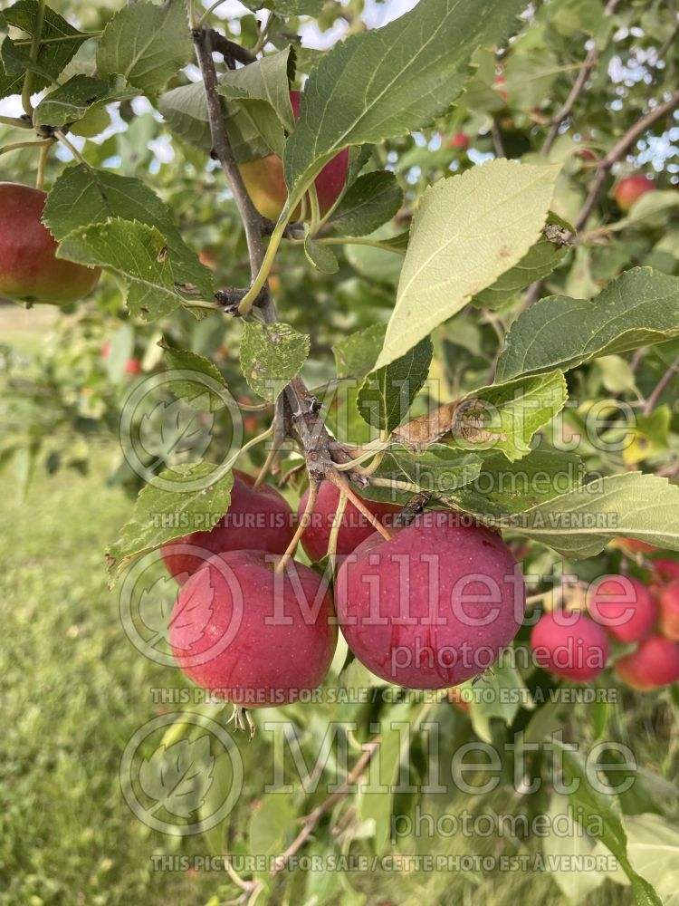 Malus Fameuse (Apple tree) 5 